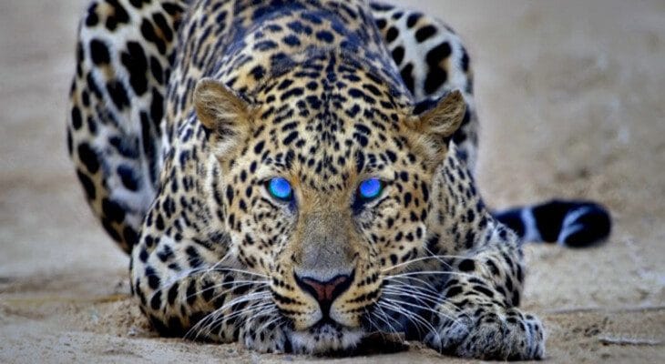 Algumas Características de Traders Bem-Sucedidos - Forex Digital