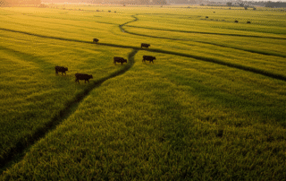 Líderes Globales en Producción Agrícola: Gigantes que Alimentan